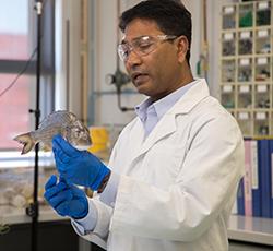 Debashish Mazumder holding fish seafood authenticity studes