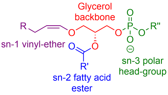 chemical structure plasmalogen
